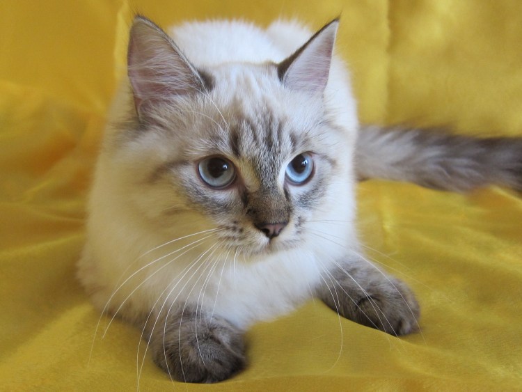 Невский маскарадный сил тебби поинт