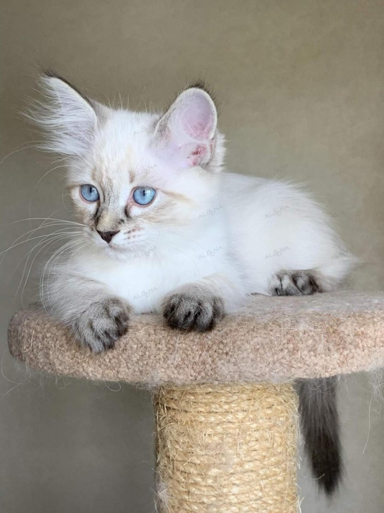 Балинезийская кошка Блю-Пойнт