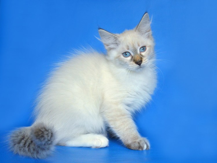 Невская маскарадная тебби Пойнт