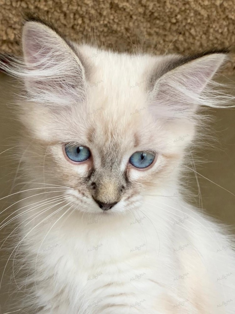 Сил тебби Пойнт Невские маскарадные