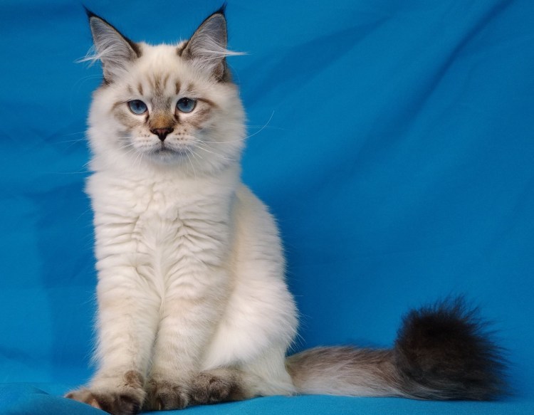 Невская маскарадная голубокремовая-тебби-Пойнт с белым