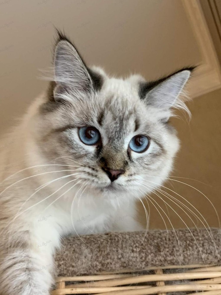 Сил тебби Пойнт Невские маскарадные