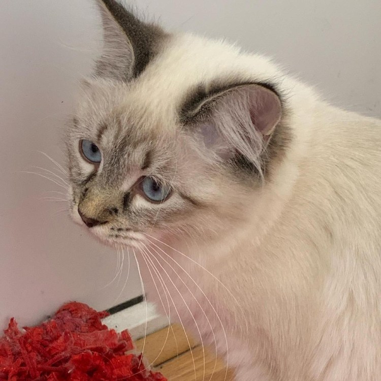 Невская маскарадная табби Сильвер