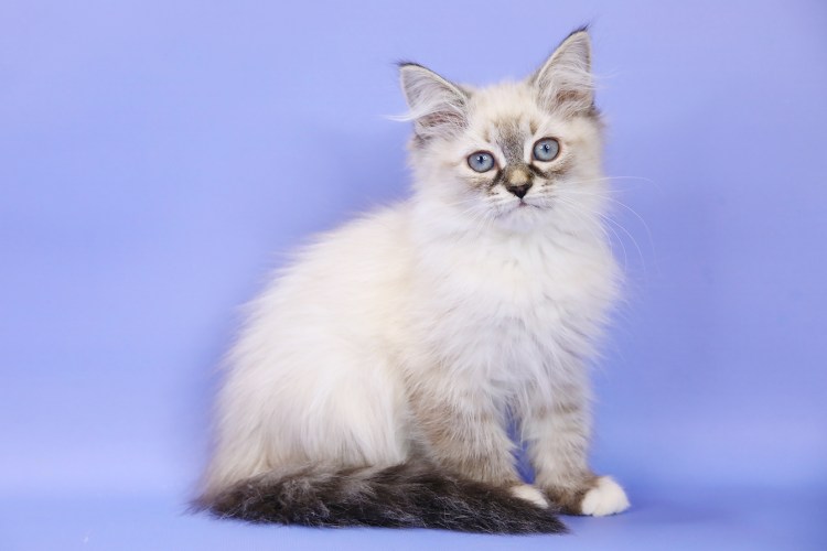 Блю тебби Пойнт Невская маскарадная