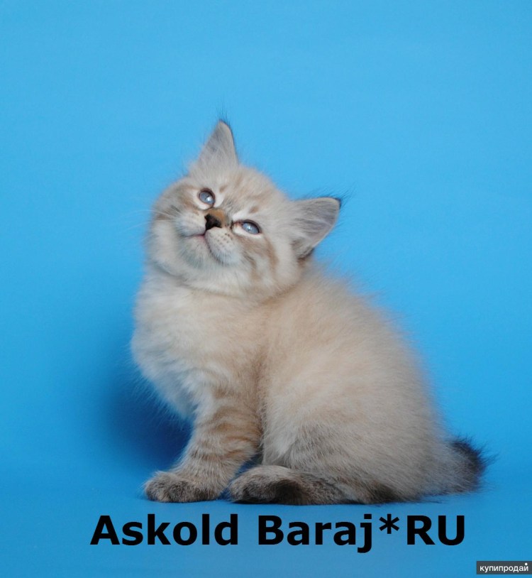 Невская маскарадная кошка