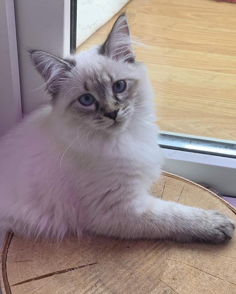 Рисовать кошку породы Невская маскарадная