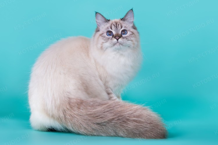 Невская маскарадная тебби Пойнт