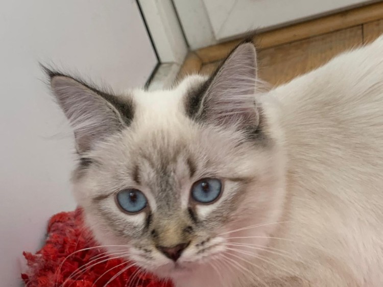 Котики продаются