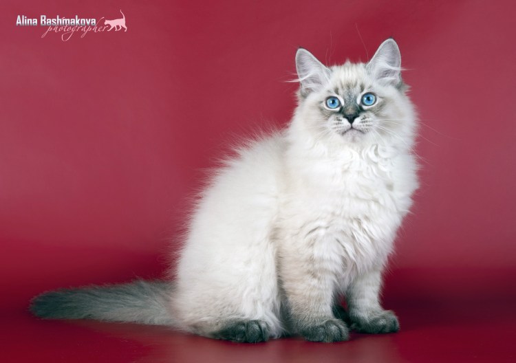 Невская маскарадная сил тебби