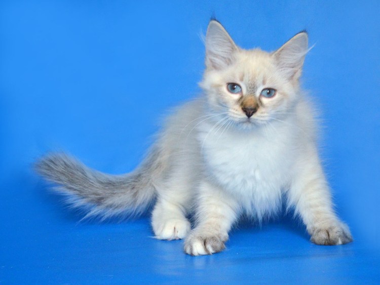 Невские маскарадные котята фото