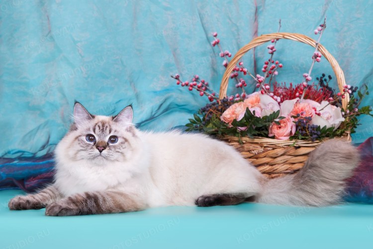 Невская маскарадная тебби Пойнт