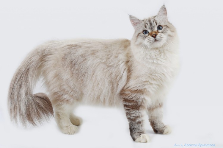 Табби поинт Невская маскарадная