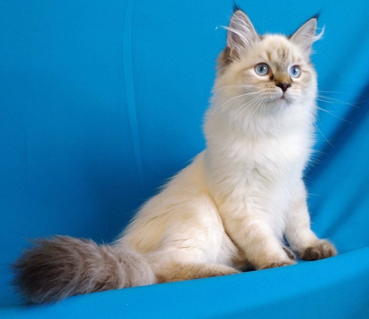 Блю тебби Пойнт Невская маскарадная