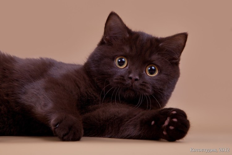 Кот шотландец вислоухий шоколад