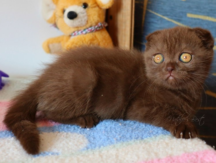 Британский кот шоколадный