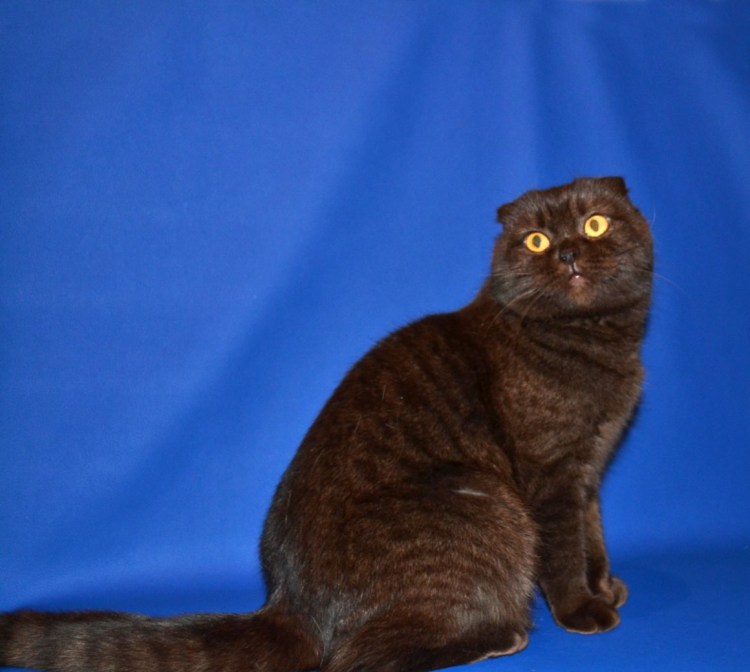 Шотландская вислоухая шоколадная