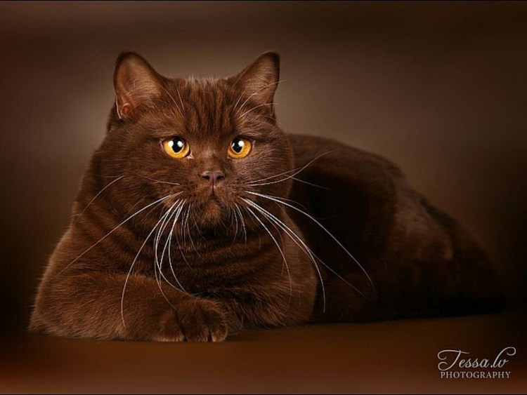 Шотландская вислоухая циннамон