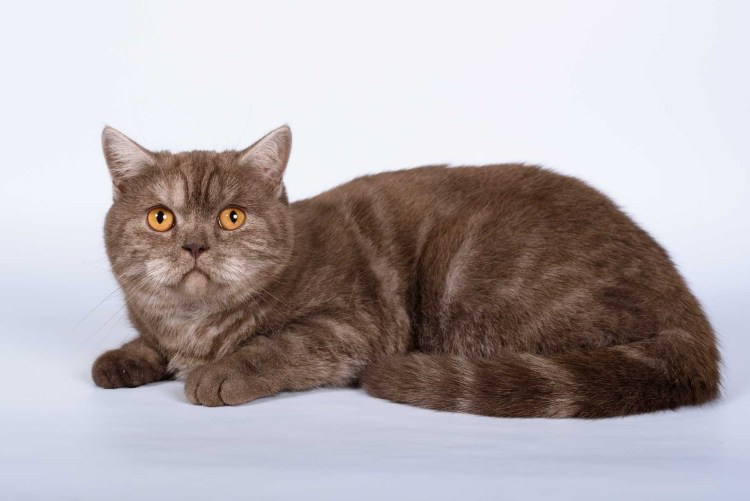 Шотландский скоттиш циннамон