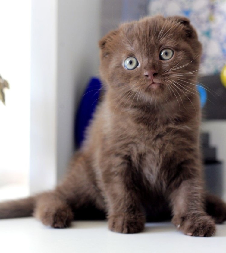 Кот шотландец вислоухий шоколад