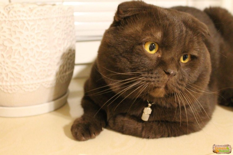 Русская вислоухая кошка