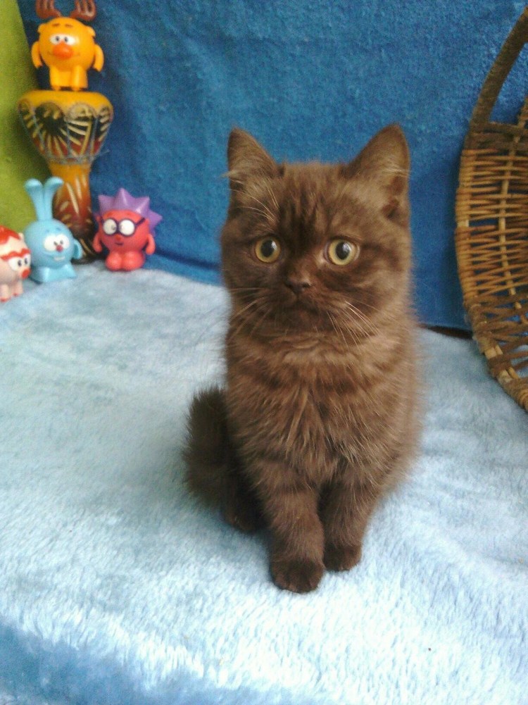 Британский кот шоколадного окраса