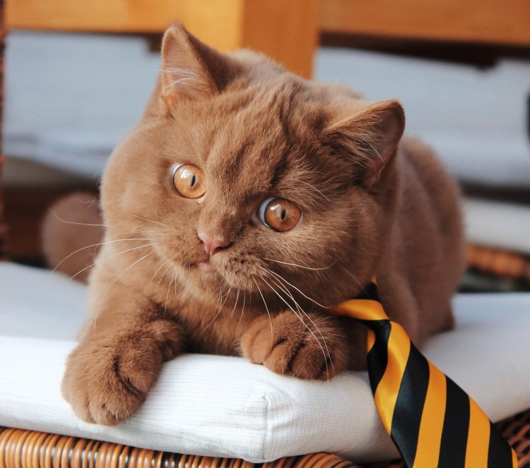 Шотландская вислоухая кошка шоколадная