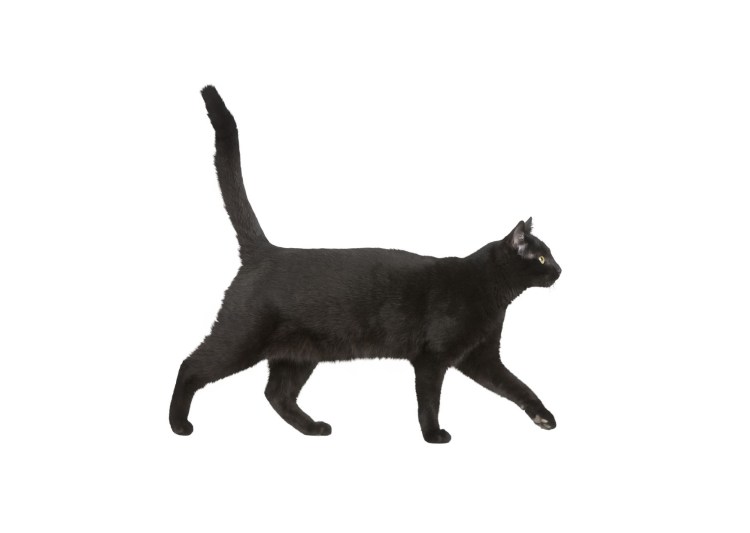 Черный кот сбоку