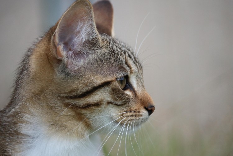 Кошачья морда в профиль