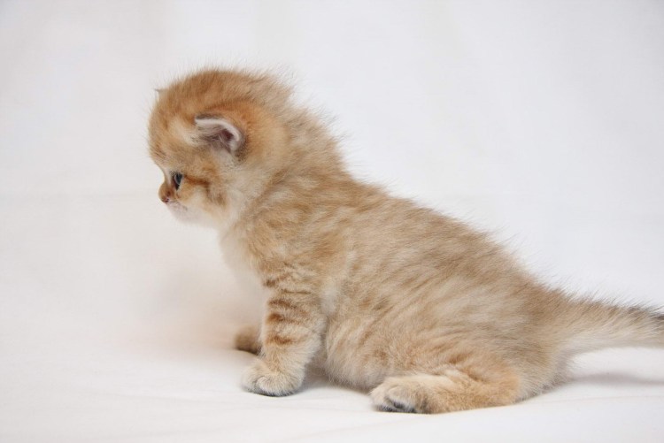 Котенок с боку