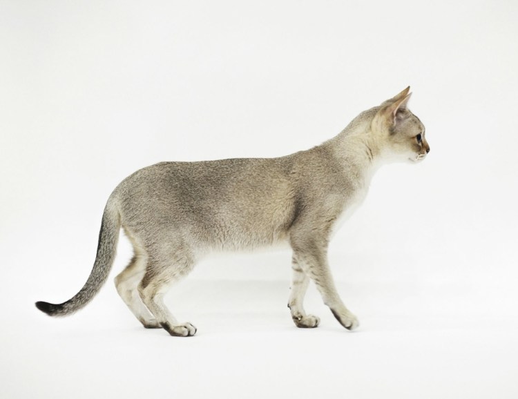 Кот стоя сбоку