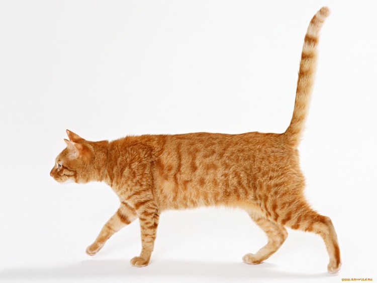 Кошка с боку