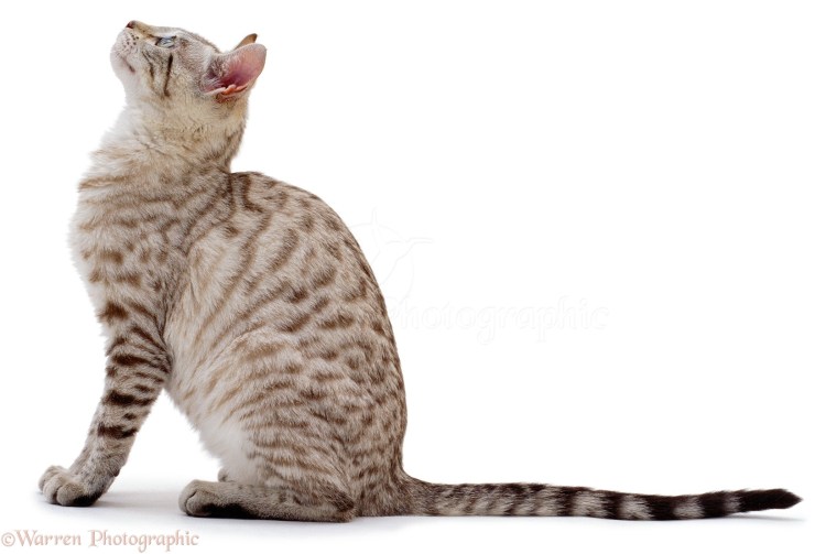 Кошка, стоит