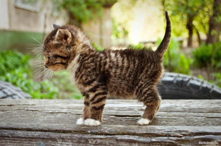 Котик боком