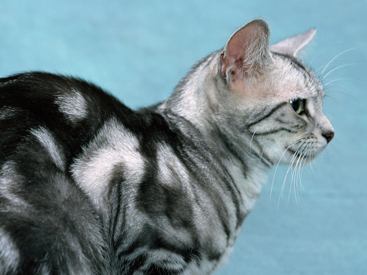 Кошечка сбоку