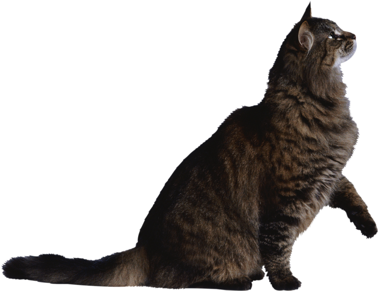 Кошка без фона