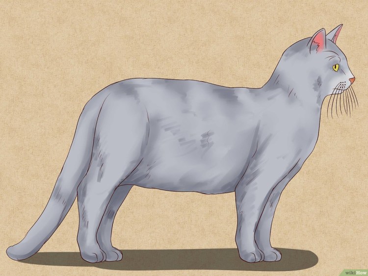 Кот вид с боку