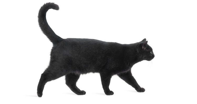 Черный кот сбоку на белом фоне