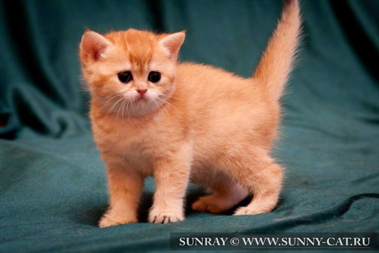 Скоттиш страйт красный тикированный