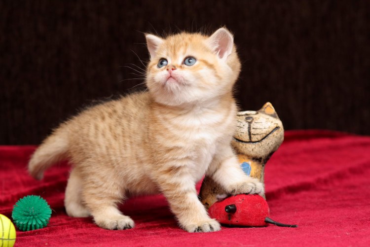 Рыжий британец котенок