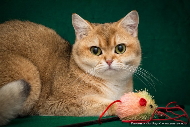 Рыжий британец котенок