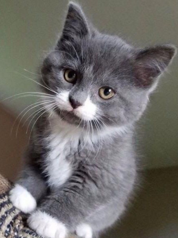 Серая белая кошка