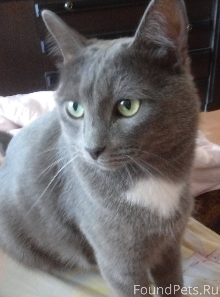 Метис кошка серая