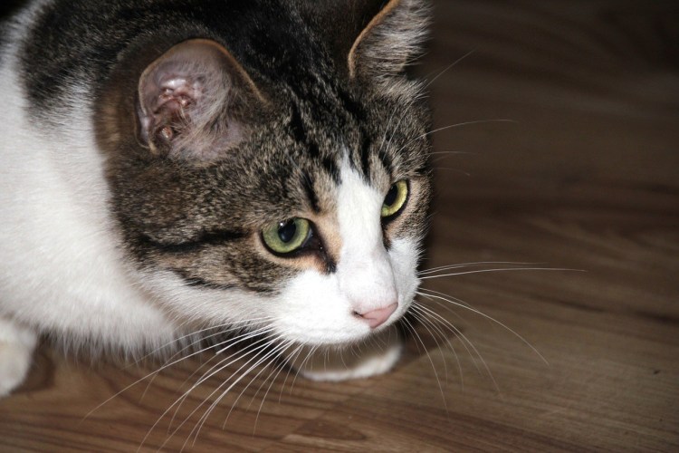 Серо белая кошка порода