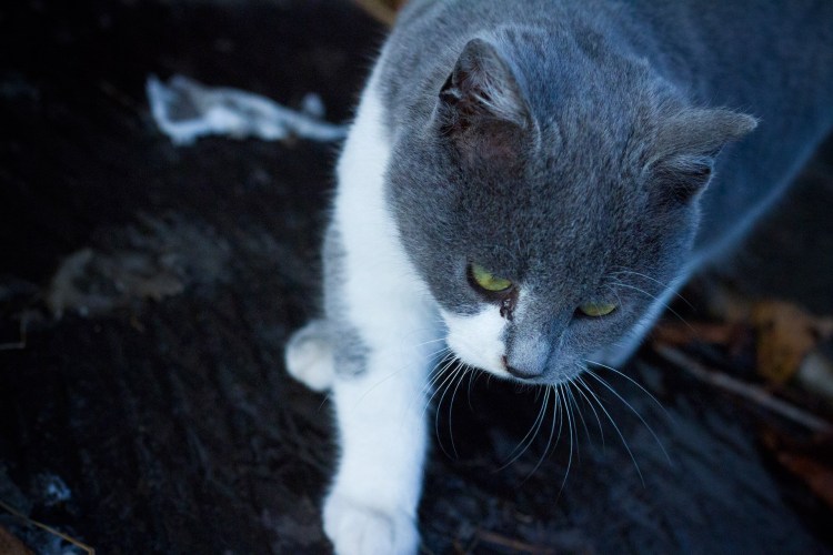 Серая белая кошка