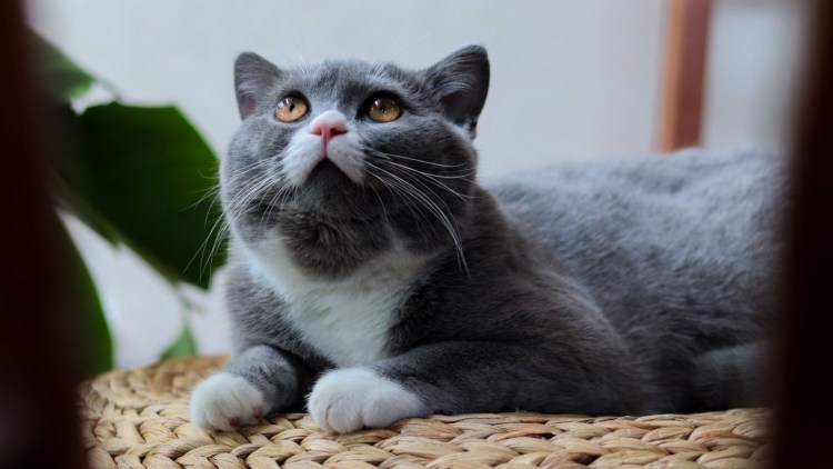 Серый кот с белыми лапками уличный