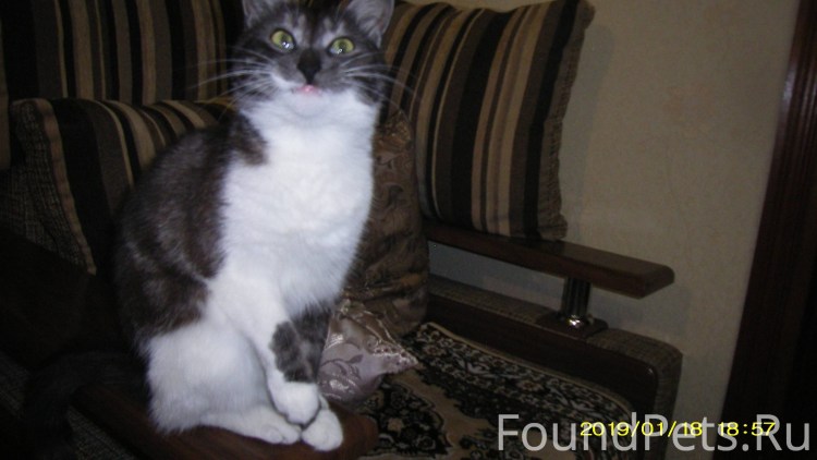 Бело серый кот