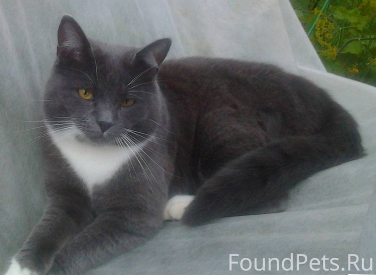 Кот дымчатый с белым