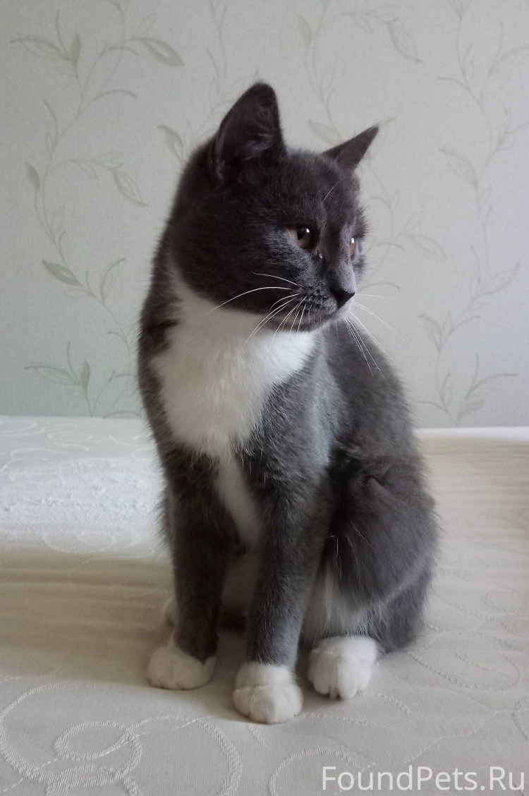 Метис Нибелунга серый с белой грудкой