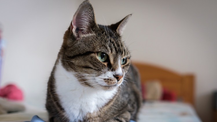 Серый кот с белой грудкой и лапками