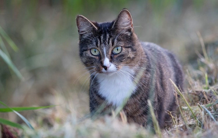 Сибирская кошка табби с белой грудкой